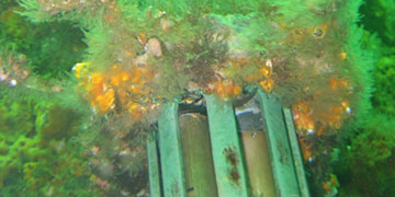 10 Tips to Prevent Biofouling on Water Quality Instruments